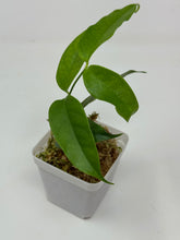 Load image into Gallery viewer, Hoya Cystiantha