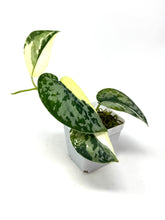 Load image into Gallery viewer, Scindapsus Mayari Variegated B