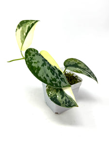 Scindapsus Mayari Variegated B