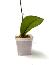 Load image into Gallery viewer, Hoya Forbesii Silver