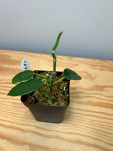 Load image into Gallery viewer, 138. Hoya Coronaria Pink