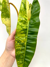 Load image into Gallery viewer, Philodendron Billietiae Variegated A