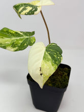 Load image into Gallery viewer, Philodendron Gloriosum Variegated B