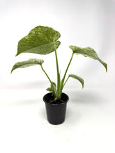Load image into Gallery viewer, Monstera Deliciosa Mint Variegated