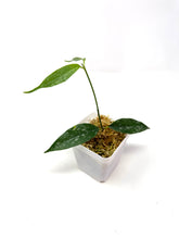 Load image into Gallery viewer, Hoya Cystiantha Splash