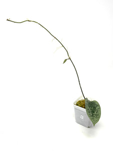 Hoya Glabra Silver E