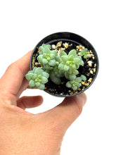 Load image into Gallery viewer, Sedum Morganianum ‘Burro’s Tail’