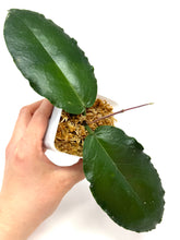 Load image into Gallery viewer, Hoya Versteegii
