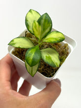 Load image into Gallery viewer, Hoya Heuschkeliana Inner Variegated