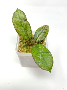 Hoya Gunung Gading Ghost D