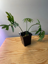 Load image into Gallery viewer, 67. Philodendron Mayoi
