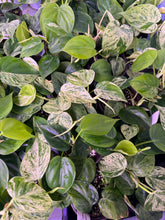 Load image into Gallery viewer, Philodendron Hederaceum Variegated