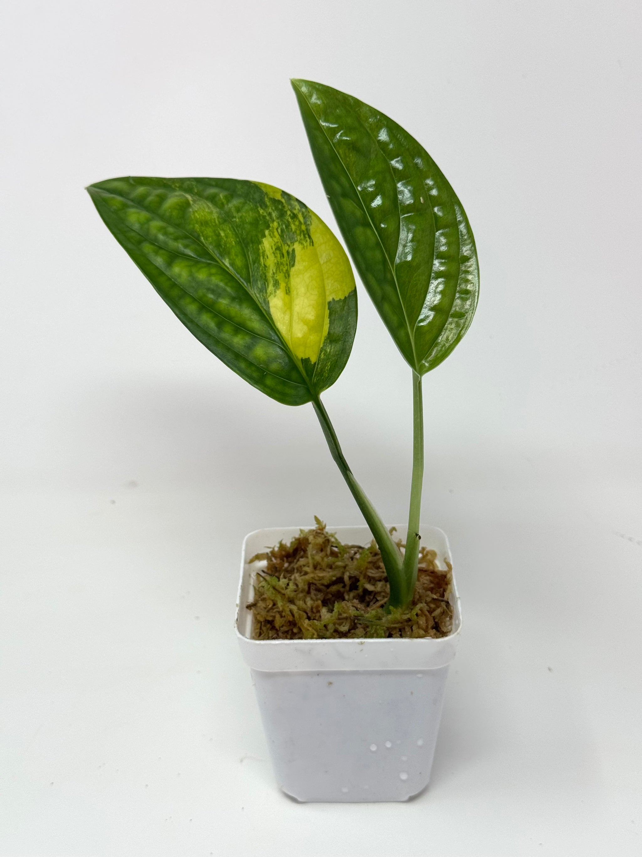 Rare and unique plants – Tagged 