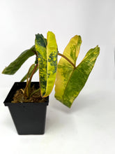 Load image into Gallery viewer, Philodendron Billietiae Variegated B