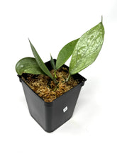 Load image into Gallery viewer, Hoya Germany Silver A