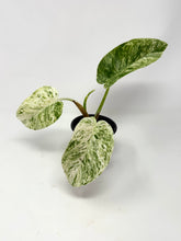 Load image into Gallery viewer, Philodendron Giganteum Blizzard