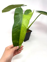 Load image into Gallery viewer, Philodendron Buono (Large)