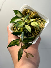 Load image into Gallery viewer, Hoya Lacunosa Variegated