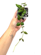 Load image into Gallery viewer, Hoya Bilobata