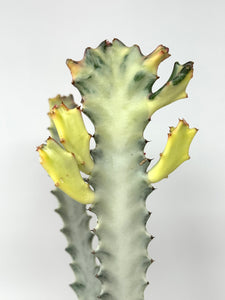 Euphorbia Lactea ‘White Ghost’ (large size) (Ships within Canada only)