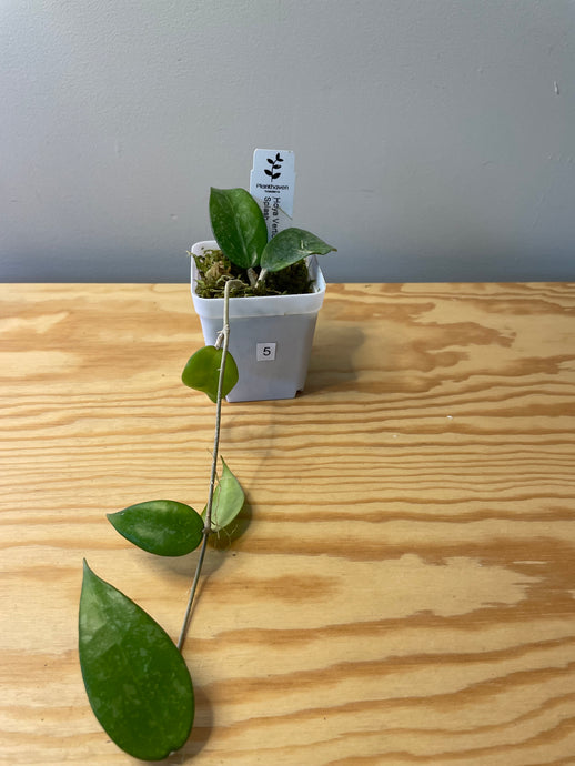 5. Hoya Verticillata Splash