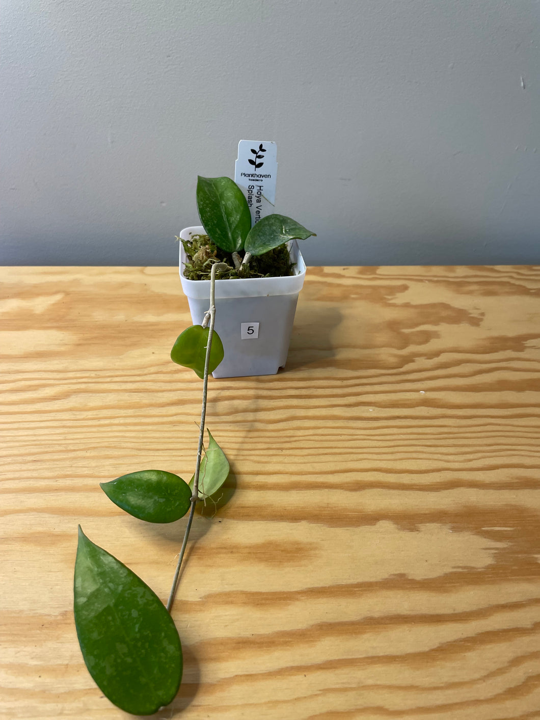 5. Hoya Verticillata Splash