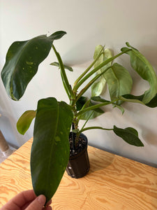 74. Philodendron Jose Buono