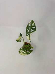 Monstera Adansonii Variegated C