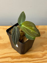 Load image into Gallery viewer, 121. Philodendron Glorious