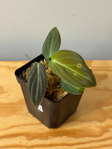 121. Philodendron Glorious
