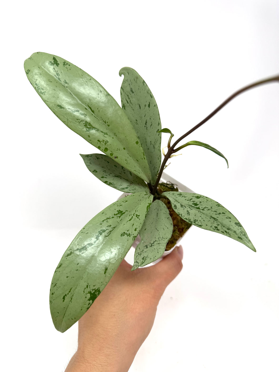 Hoya Pubicalyx Pink Silver Ghost A