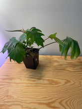 Load image into Gallery viewer, 66. Philodendron Mayoi