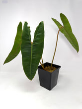 Load image into Gallery viewer, Philodendron Billietiae