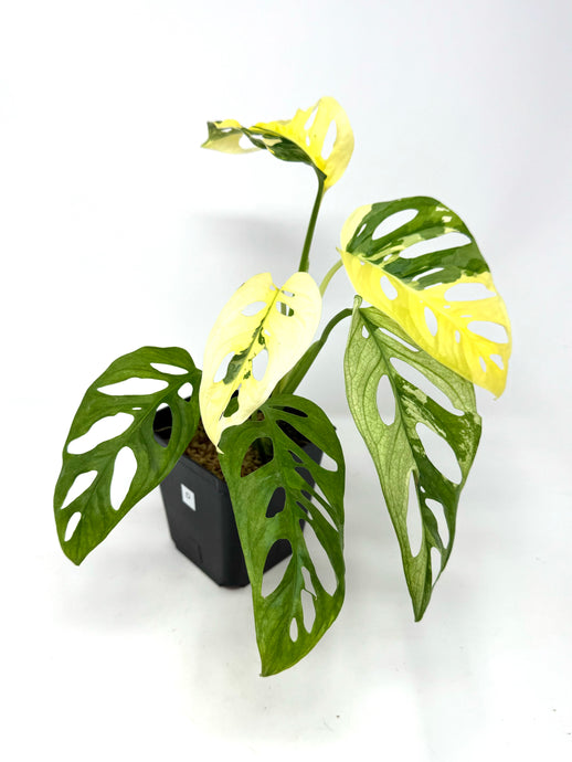 Monstera Adansonii Albo Variegated D