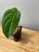 Load image into Gallery viewer, 210. Monstera Esqueleto (juvenile)