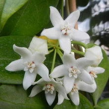 Load image into Gallery viewer, Hoya Albiflora