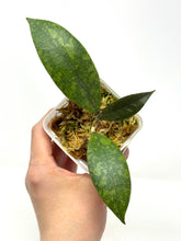 Load image into Gallery viewer, Hoya Lambii Silver F