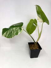 Load image into Gallery viewer, Monstera Deliciosa Albo Variegated D
