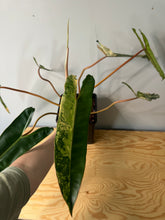 Load image into Gallery viewer, Philodendron Billietiae Variegated D