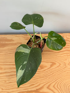 267. Philodendron White Princess