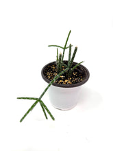 Load image into Gallery viewer, Rhipsalis Pilocarpa (Ships within Canada only)