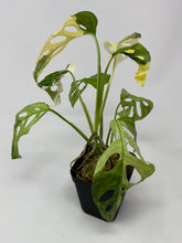 Load image into Gallery viewer, Monstera Adansonii Variegated B