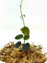 Load image into Gallery viewer, Hoya sp. Papua (IM08)