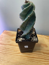 Load image into Gallery viewer, 82. Cereus Forbesii cv. Spiralis &#39;Spiral Cactus&#39;