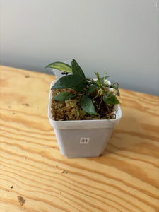 31. Hoya Lacunosa Variegated