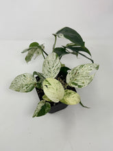 Load image into Gallery viewer, Epipremnum Pinnatum 'Marble' Variegated (Large)
