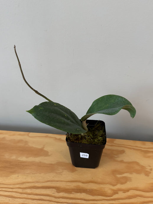 256. Hoya Lambii