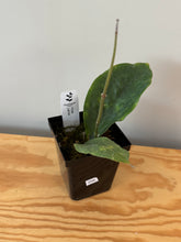 Load image into Gallery viewer, 256. Hoya Lambii