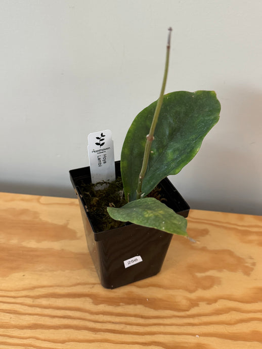 256. Hoya Lambii