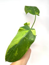 Load image into Gallery viewer, Philodendron Jose Buono